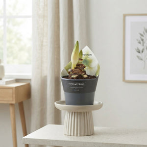 White Hippeastrum ‘Arctic White’ – 14cm Pot