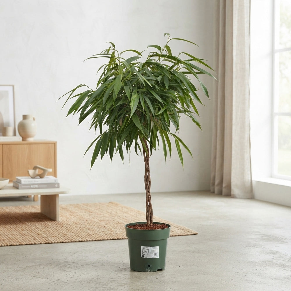 Ficus Alii (Ficus binnendijkii) – 27cm Pot, 130cm