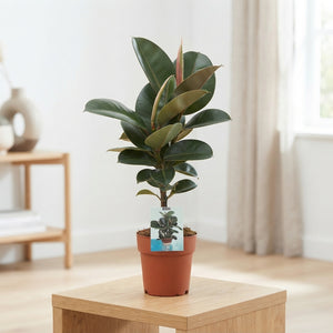 Ficus El Cloe Standard Houseplant – 19cm Pot