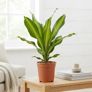 Golden Heart Dragon Tree (Dracaena fragrans) – 19cm Pot