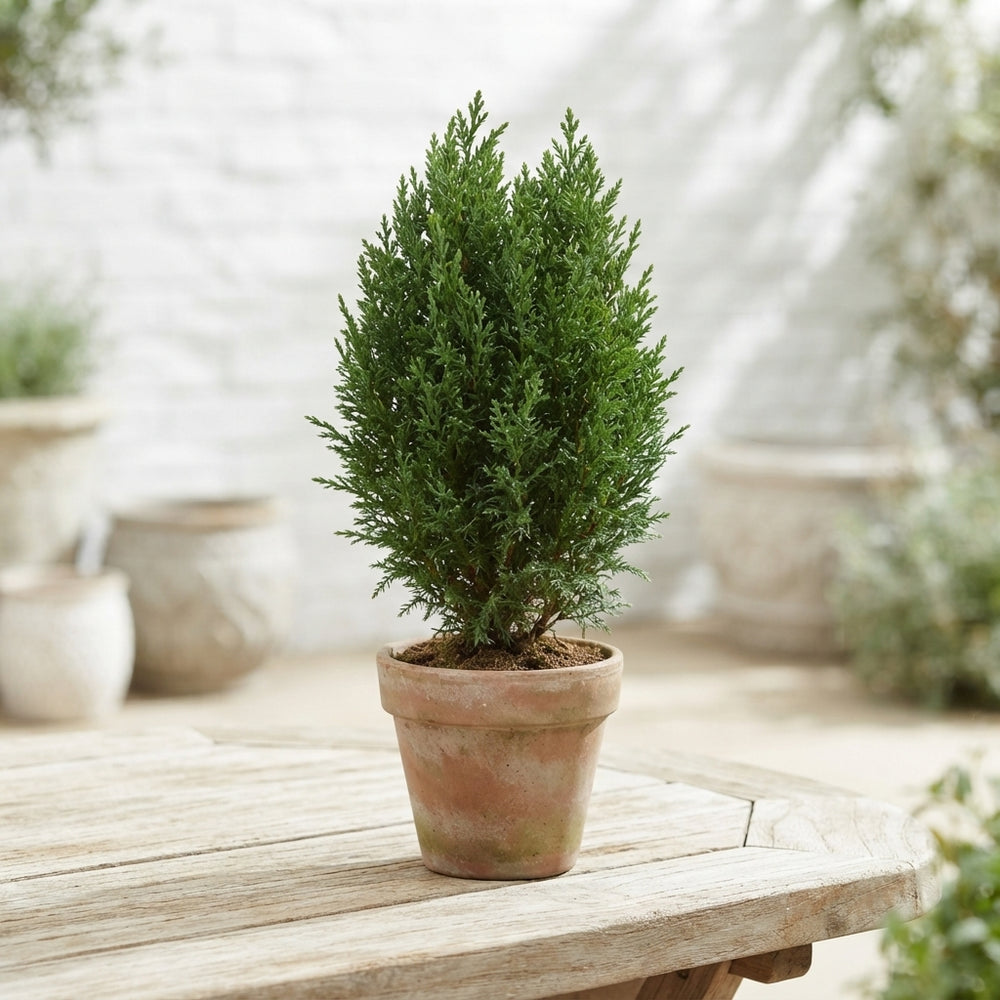 Lawson Cypress ‘Ellwoodii’ (Chamaecyparis lawsoniana) – 13cm Pot