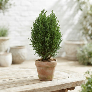 Lawson Cypress ‘Ellwoodii’ (Chamaecyparis lawsoniana) – 13cm Pot