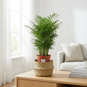Parlour Palm (Chamaedorea elegans) – 14cm Pot, 50cm High