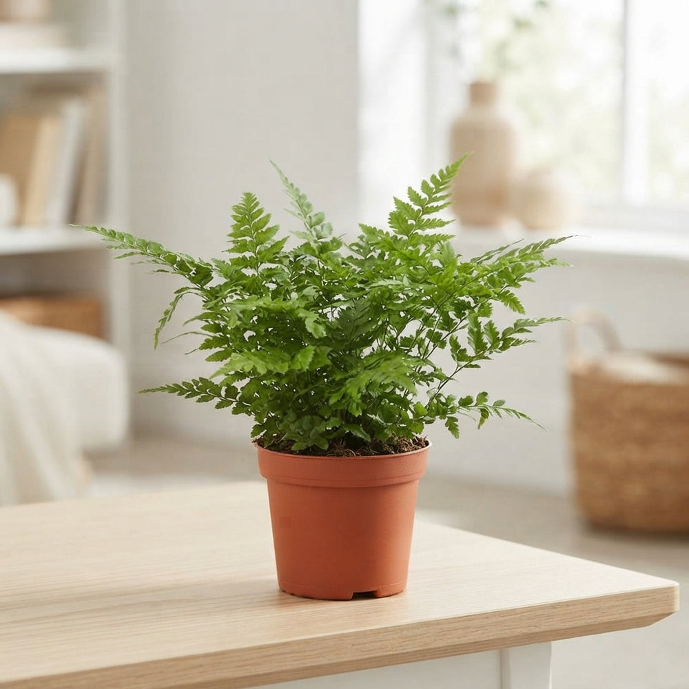 Athyrium Fern – 8.5cm Pot, Approx. 15cm High