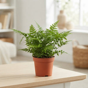Athyrium Fern – 8.5cm Pot, Approx. 15cm High
