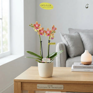 Yellow Phalaenopsis Orchid – 7cm Pot, 25cm High