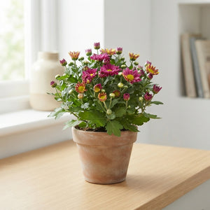 Rosanna Chrysanthemum – 13cm Pot