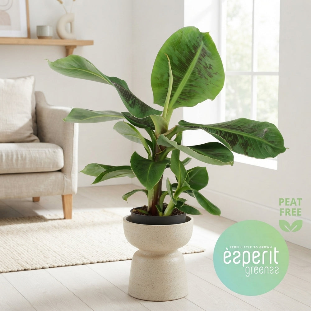 Dwarf Banana Plant (Musa) – 17cm Pot
