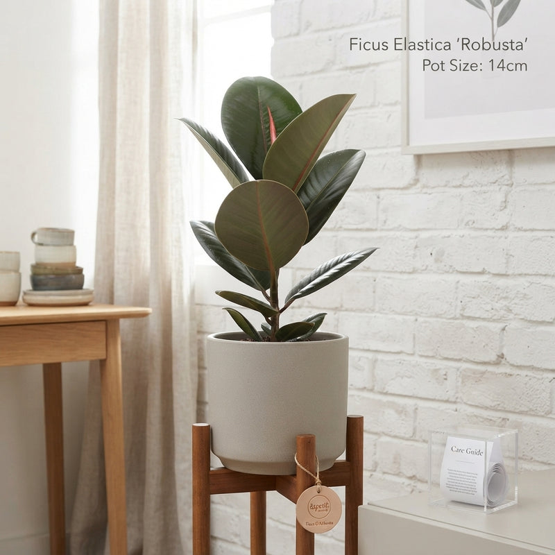 Rubber Plant (Ficus elastica) – 14cm Pot, 40cm High