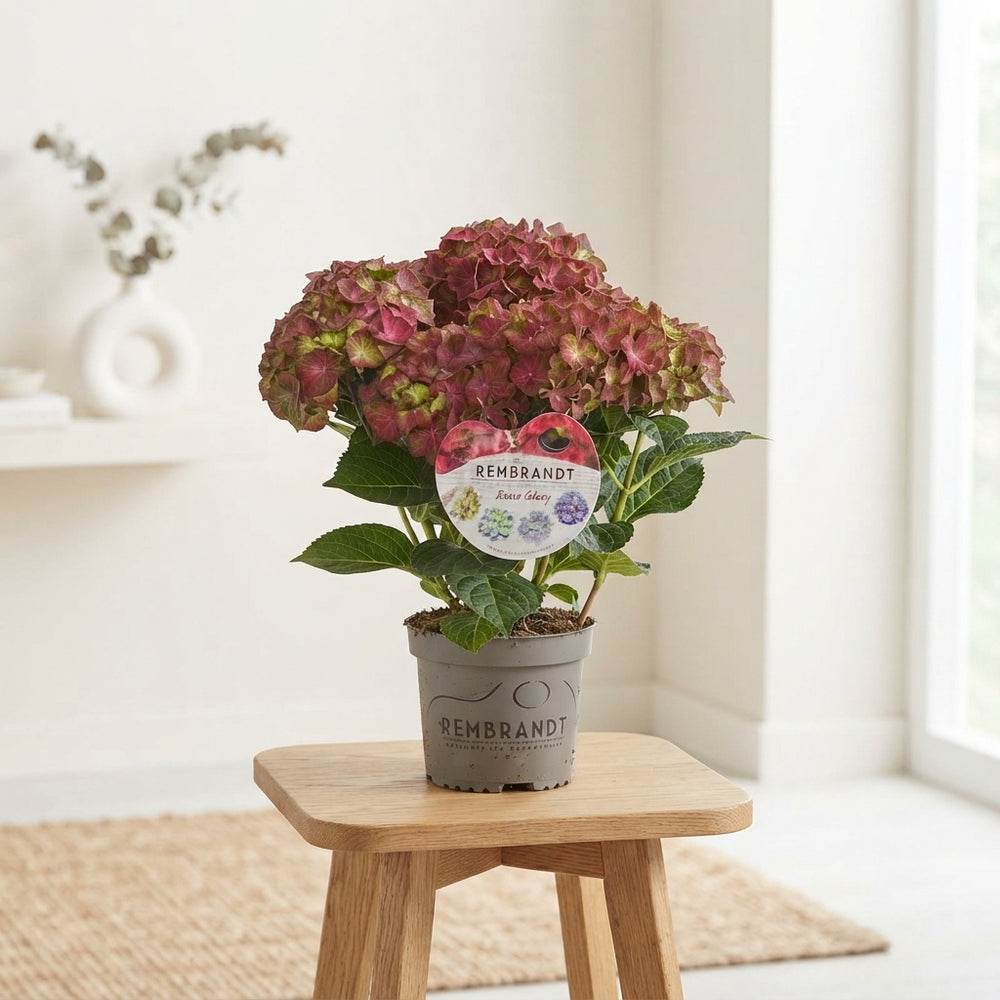 Dark Pink Hydrangea macrophylla – 15cm Pot