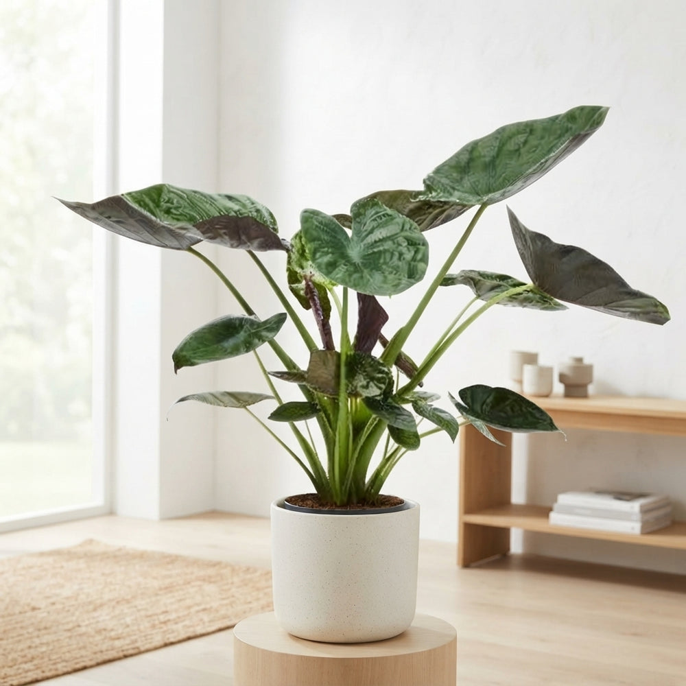 Alocasia Wentii Elephant Ear – 32cm Pot, 170cm Tall