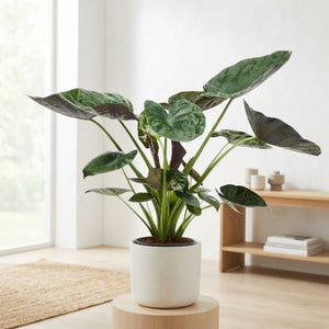 Alocasia Wentii Elephant Ear – 32cm Pot, 170cm Tall