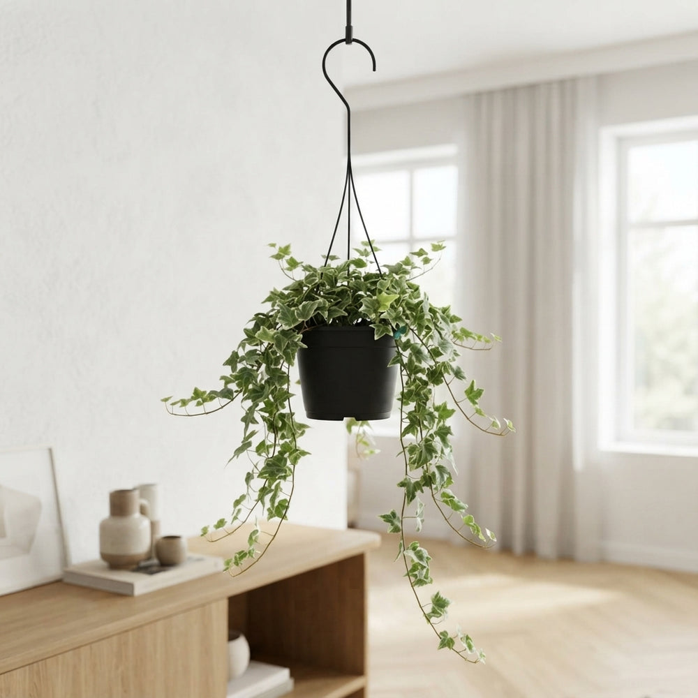 Hedera Helix ‘Kolibri’ Ivy – 19cm Pot