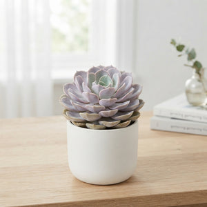 Echeveria Lotus Succulent – 8.5cm Pot
