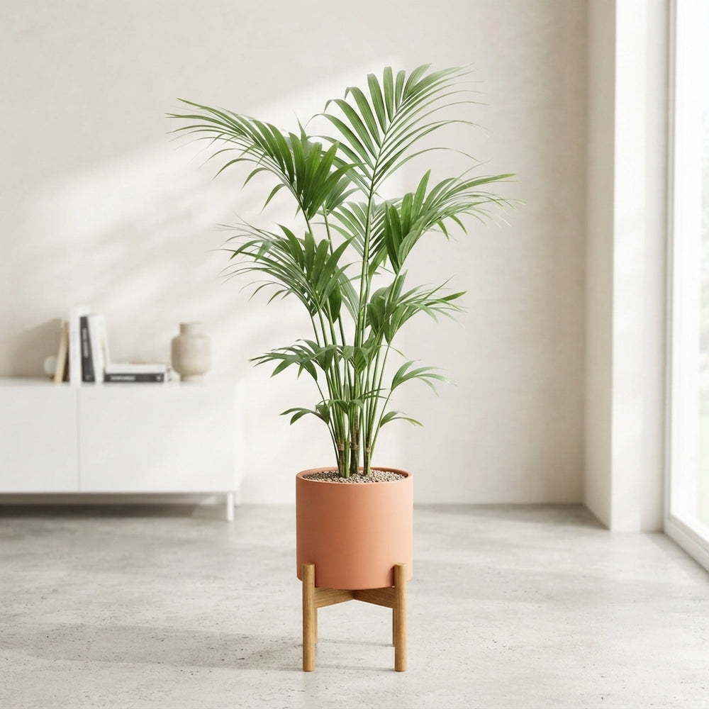 Kentia Palm (Howea forsteriana) – 24cm Pot, 170cm High