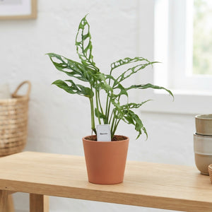 Monstera Peru (Monstera karstenianum) – 12cm Pot