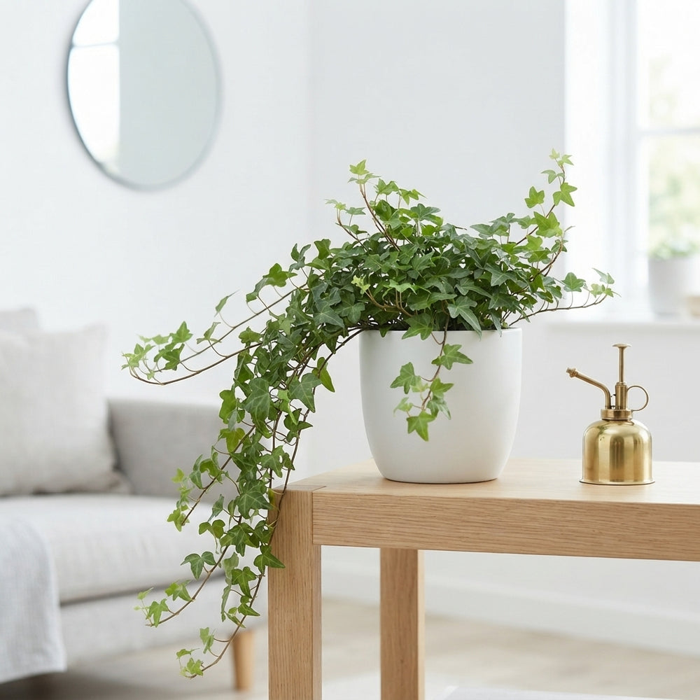 Trailing English Ivy (Hedera helix) – 13cm Pot