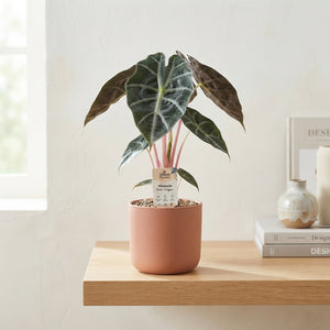 Alocasia Pink Dragon – 14cm Pot, 55cm High