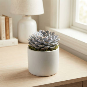 Grey Echeveria Succulent – 15cm Pot