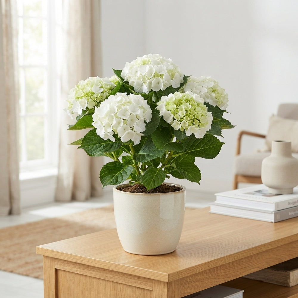White Hydrangea macrophylla – 15cm Pot