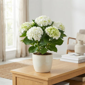 White Hydrangea macrophylla – 15cm Pot