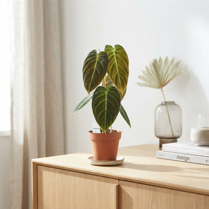 Philodendron melanochrysum – 12cm Pot, 50cm High