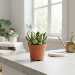 Echeveria ‘Red Tips’ Succulent – 5.5cm Pot