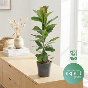 Ficus 'Mi Smile' – 17cm Pot, Approx. 75cm High