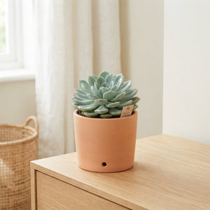 Echeveria elegans Succulent – 11cm Pot