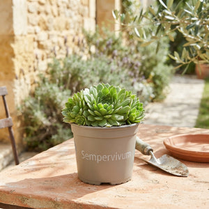 Sempervivum Houseleek – 12cm Pot