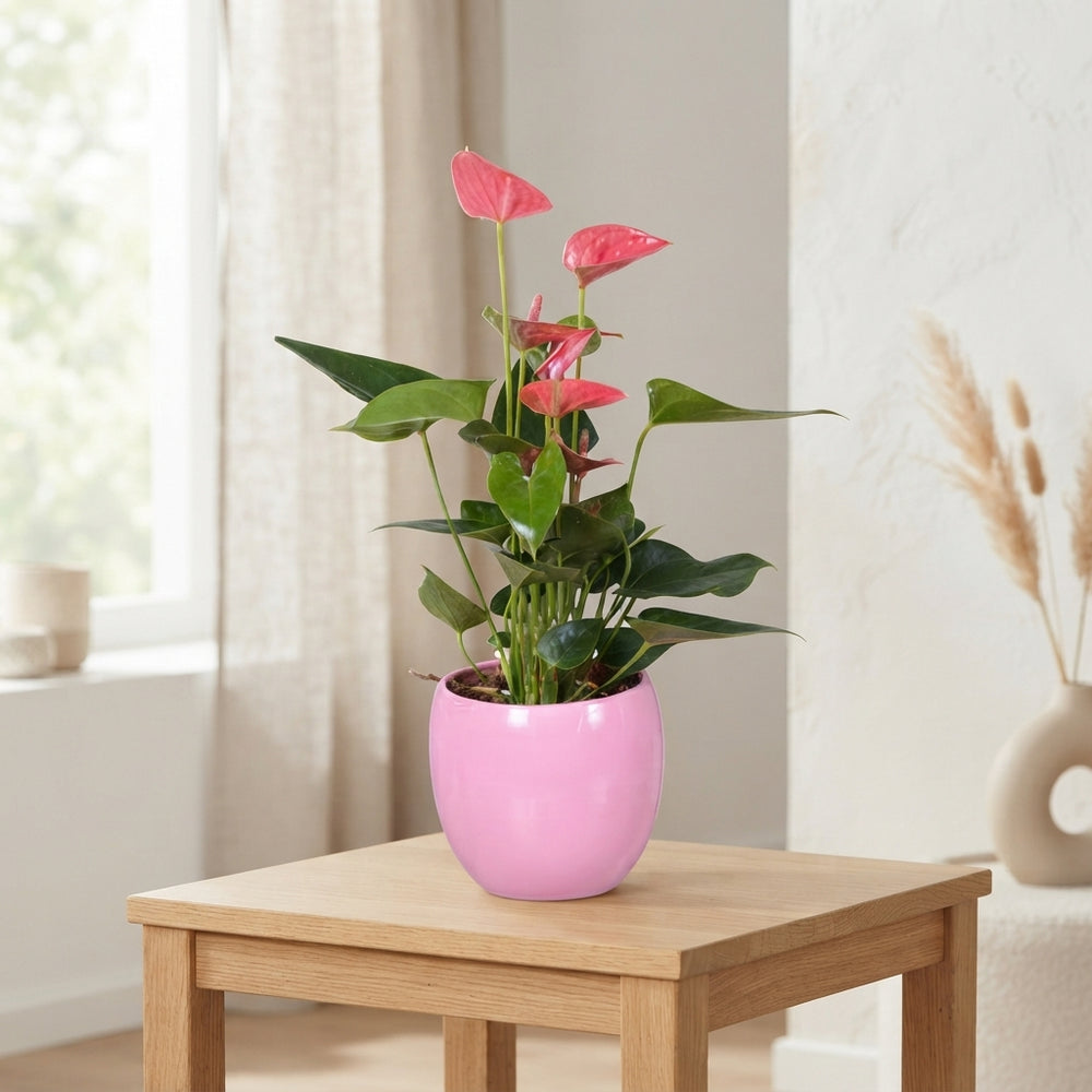 Mixed Anthurium Houseplant – 13cm Pot, 45cm High