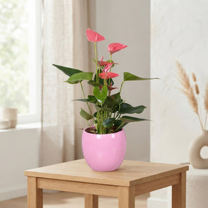 Mixed Anthurium Houseplant – 13cm Pot, 45cm High