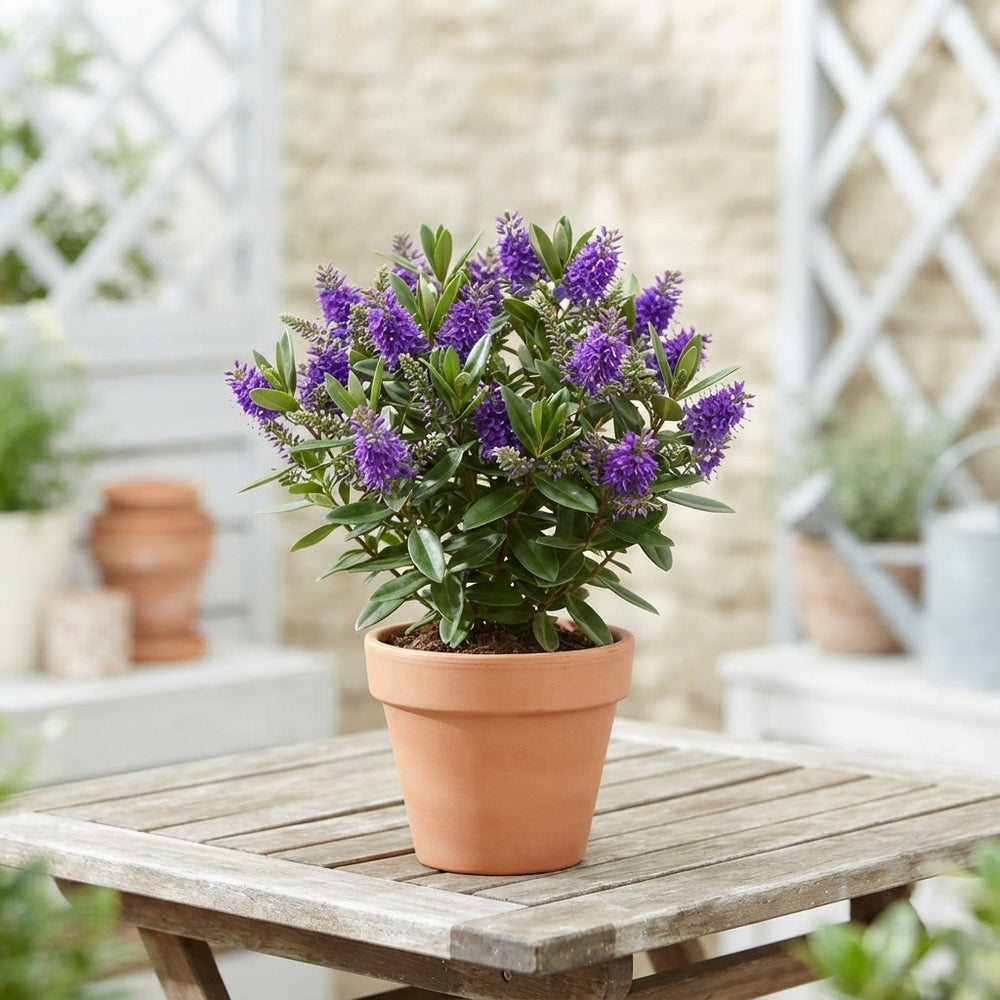 Queen Hebe Mix – 12cm Pot