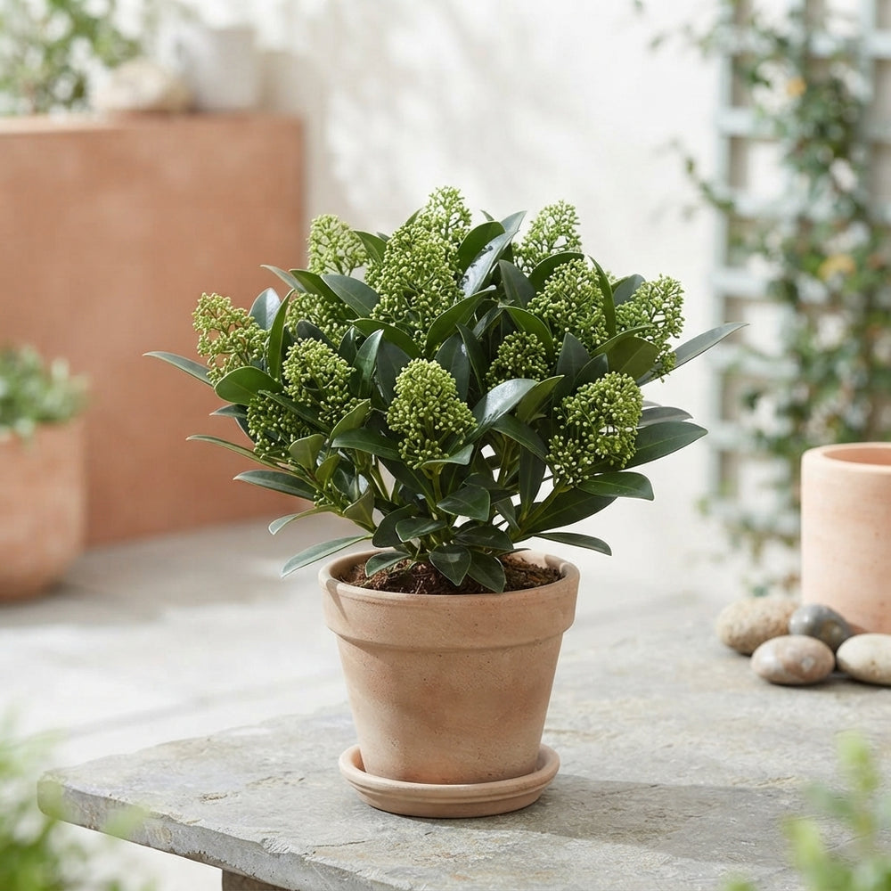 Japanese Skimmia 'Finchy' – 10.5cm Pot