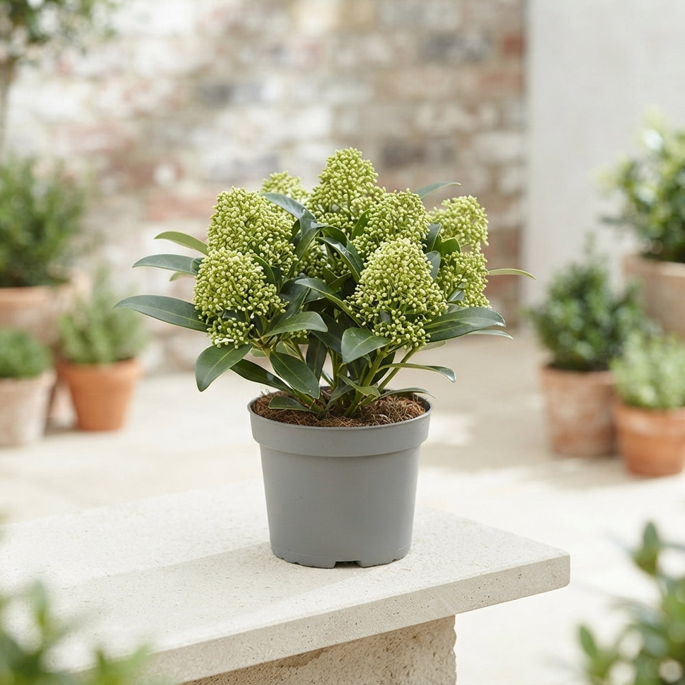 Skimmia japonica ‘Godrie’s Dwarf’ – 10.5cm Pot