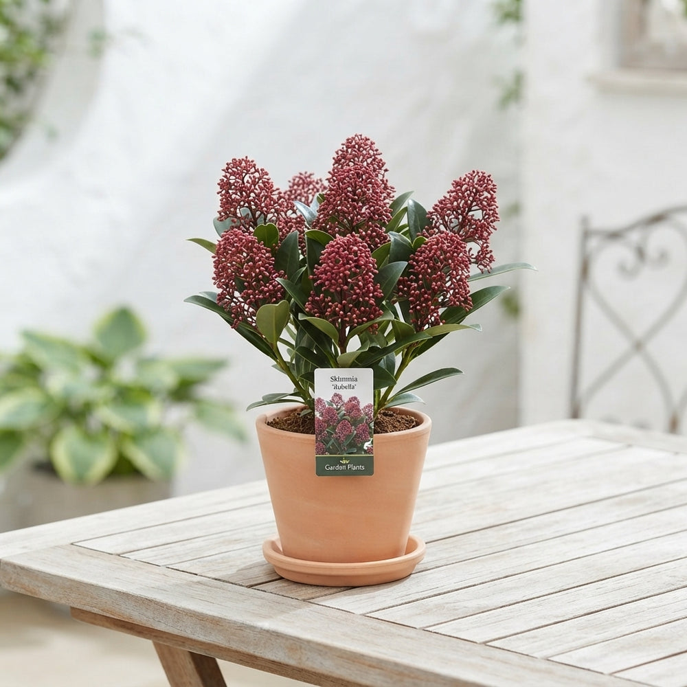 Skimmia japonica 'Rubella' – 9cm Pot