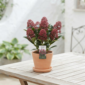 Skimmia japonica 'Rubella' – 9cm Pot