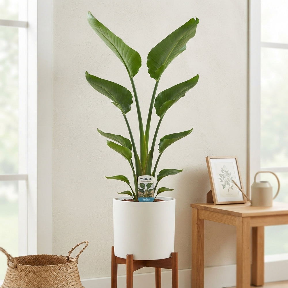 Bird of Paradise Plant (Strelitzia nicolai) – 19cm Pot