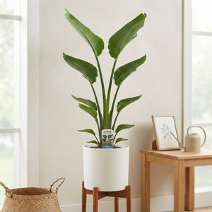 Bird of Paradise Plant (Strelitzia nicolai) – 19cm Pot