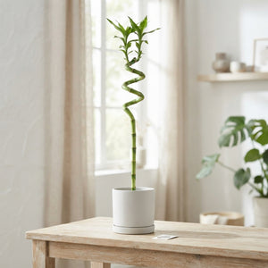 Lucky Bamboo Spiral (Dracaena sanderiana) – 5cm Pot