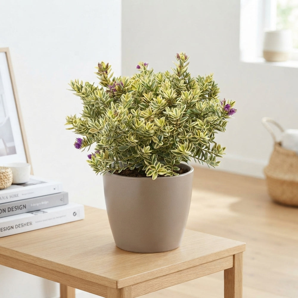 Variegated Hebe Shrub – 29cm Pot, 45cm High