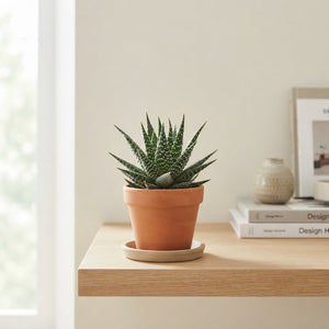 Haworthia Pearl Plant (Haworthia margaritifera) – 10.5cm Pot