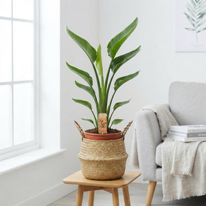 Bird of Paradise Plant (Strelitzia reginae) – 17cm Pot