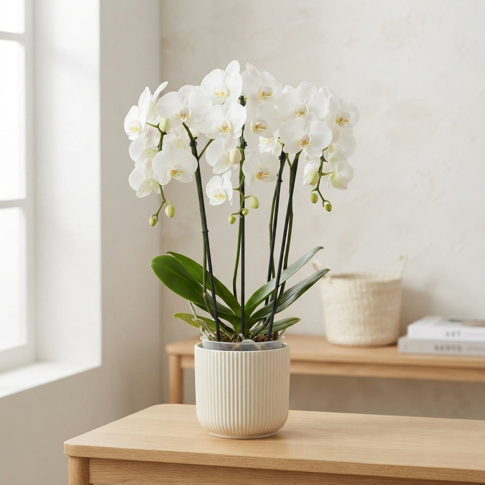 White Phalaenopsis Orchid ‘Fontano Bellagio’ – 12cm Pot