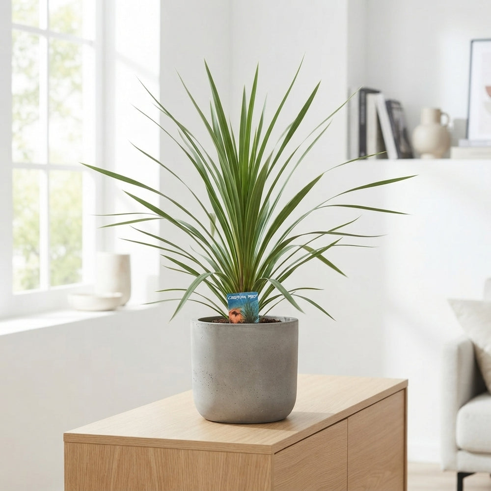 Cordyline Houseplant – 17cm Pot, Approx. 80cm Tall