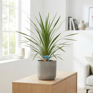 Cordyline Houseplant – 17cm Pot, Approx. 80cm Tall