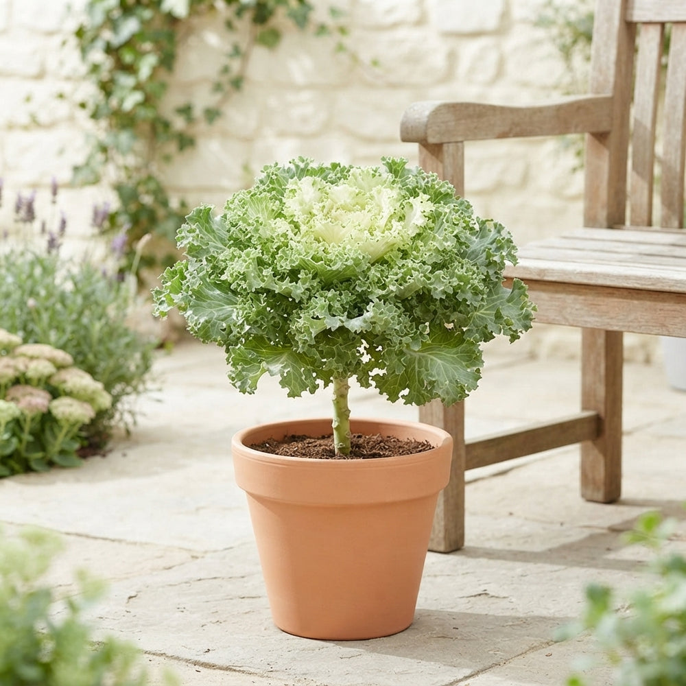 Brassica Mix Ornamental Garden Plant – 12cm Pot