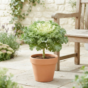 Brassica Mix Ornamental Garden Plant – 12cm Pot