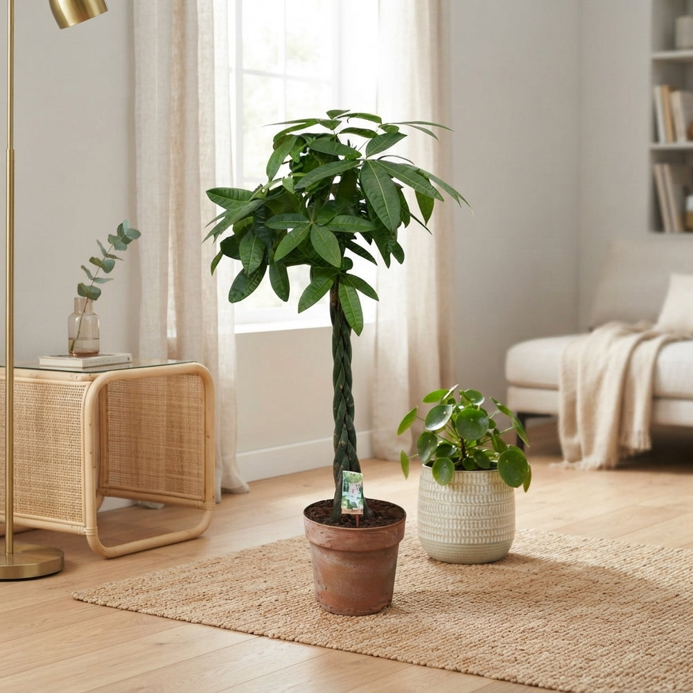 Money Tree (Pachira aquatica) – 30cm Pot, 170cm Tall