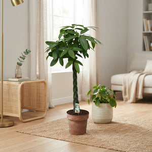 Money Tree (Pachira aquatica) – 30cm Pot, 170cm Tall